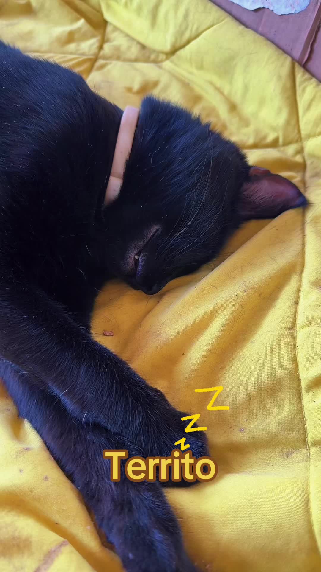 @Amri Gatitos