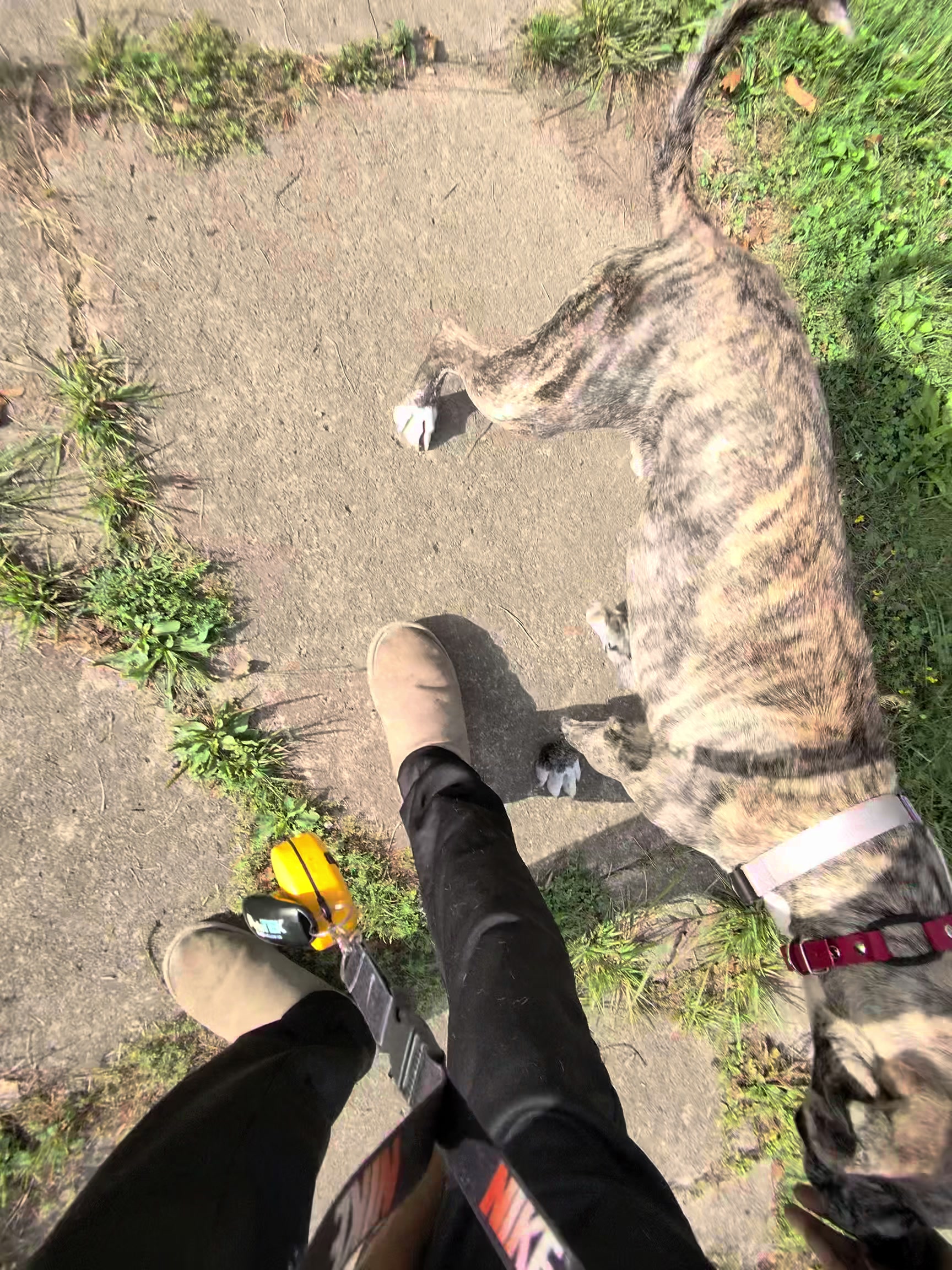 @Jay TheDog Trainer
