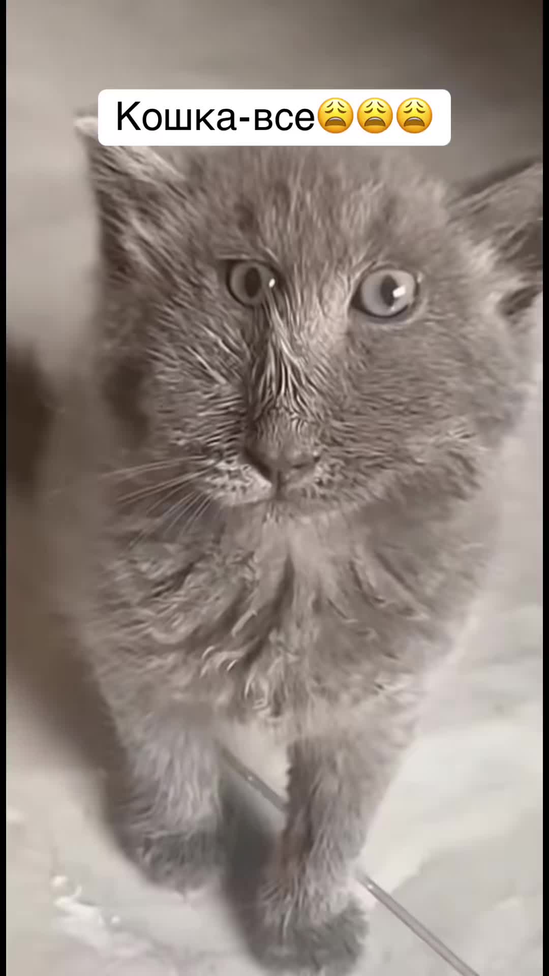 @lolcat