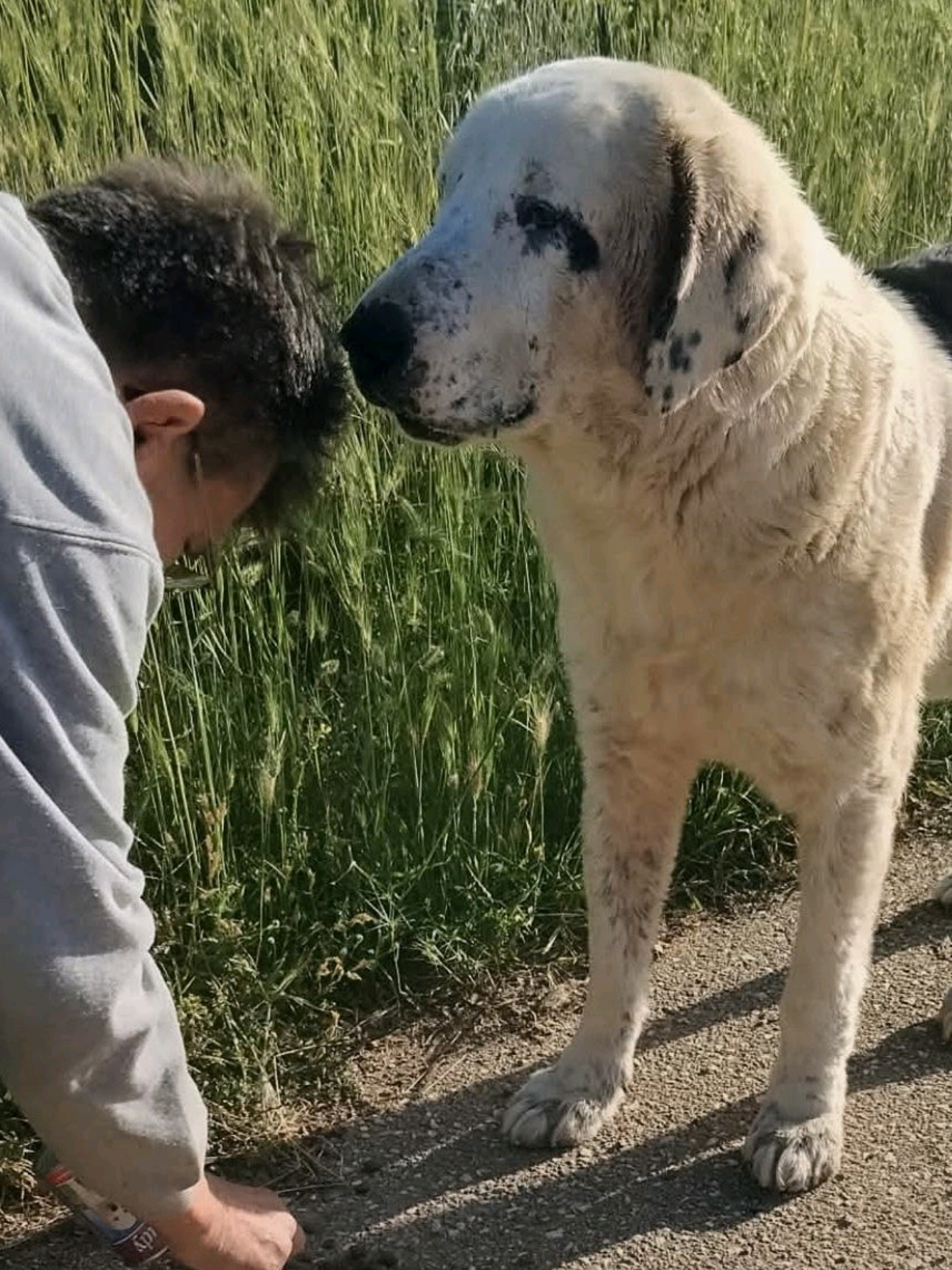 @Greek Animal Rescue