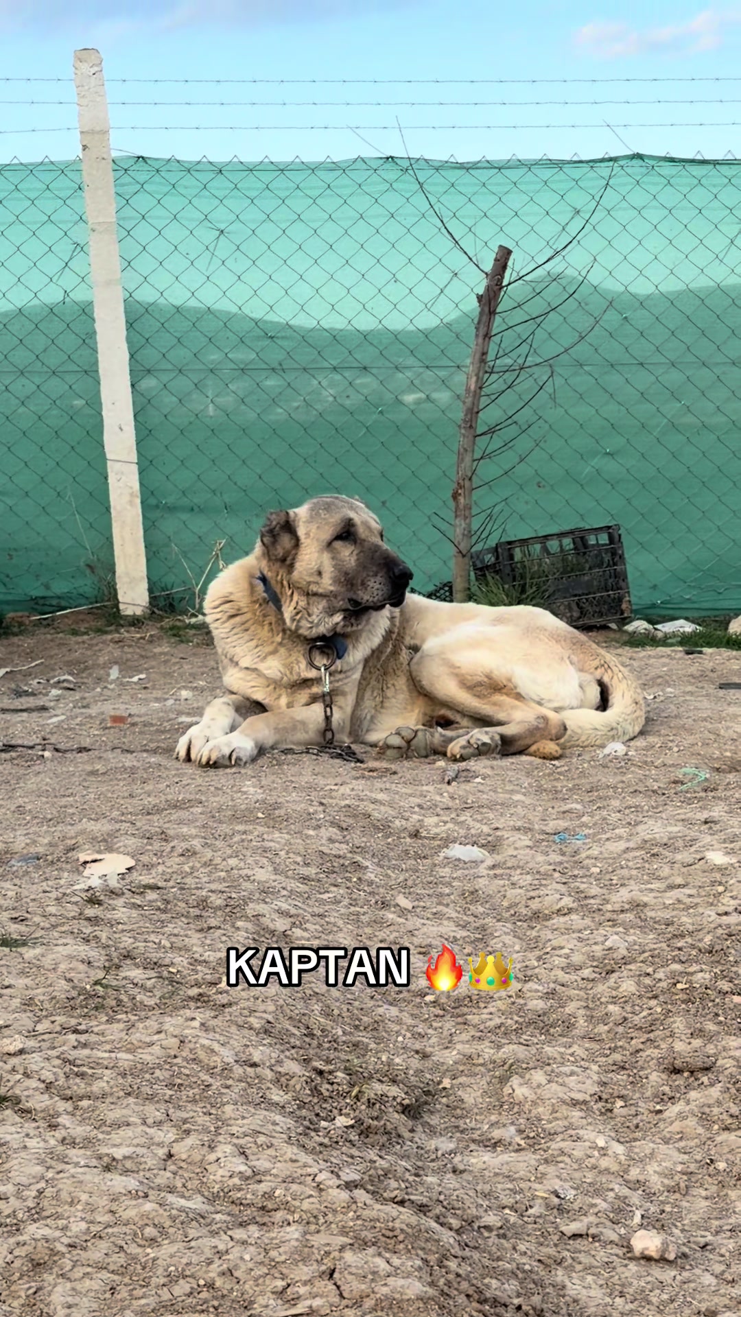 @kangalcı serkan