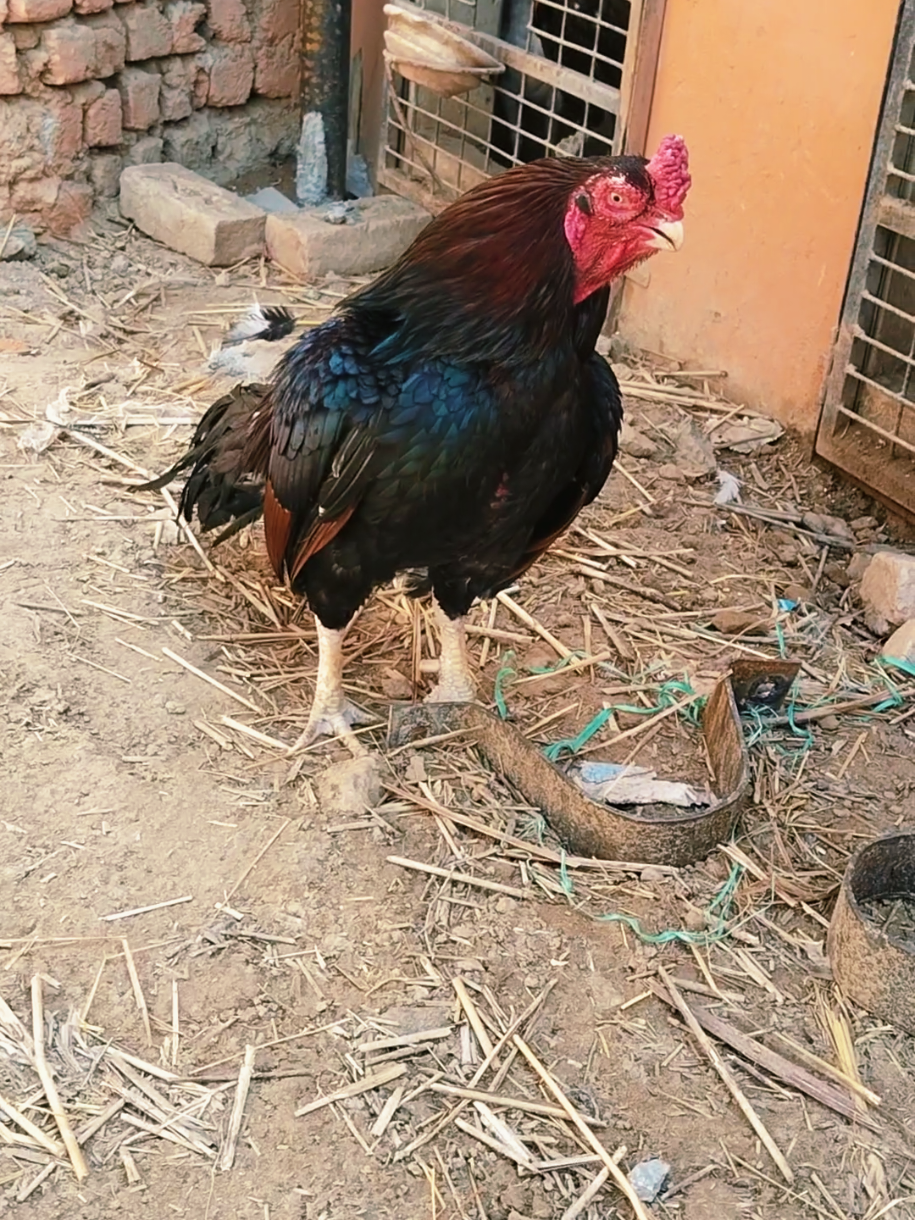 @Sajjad Aseel Farm