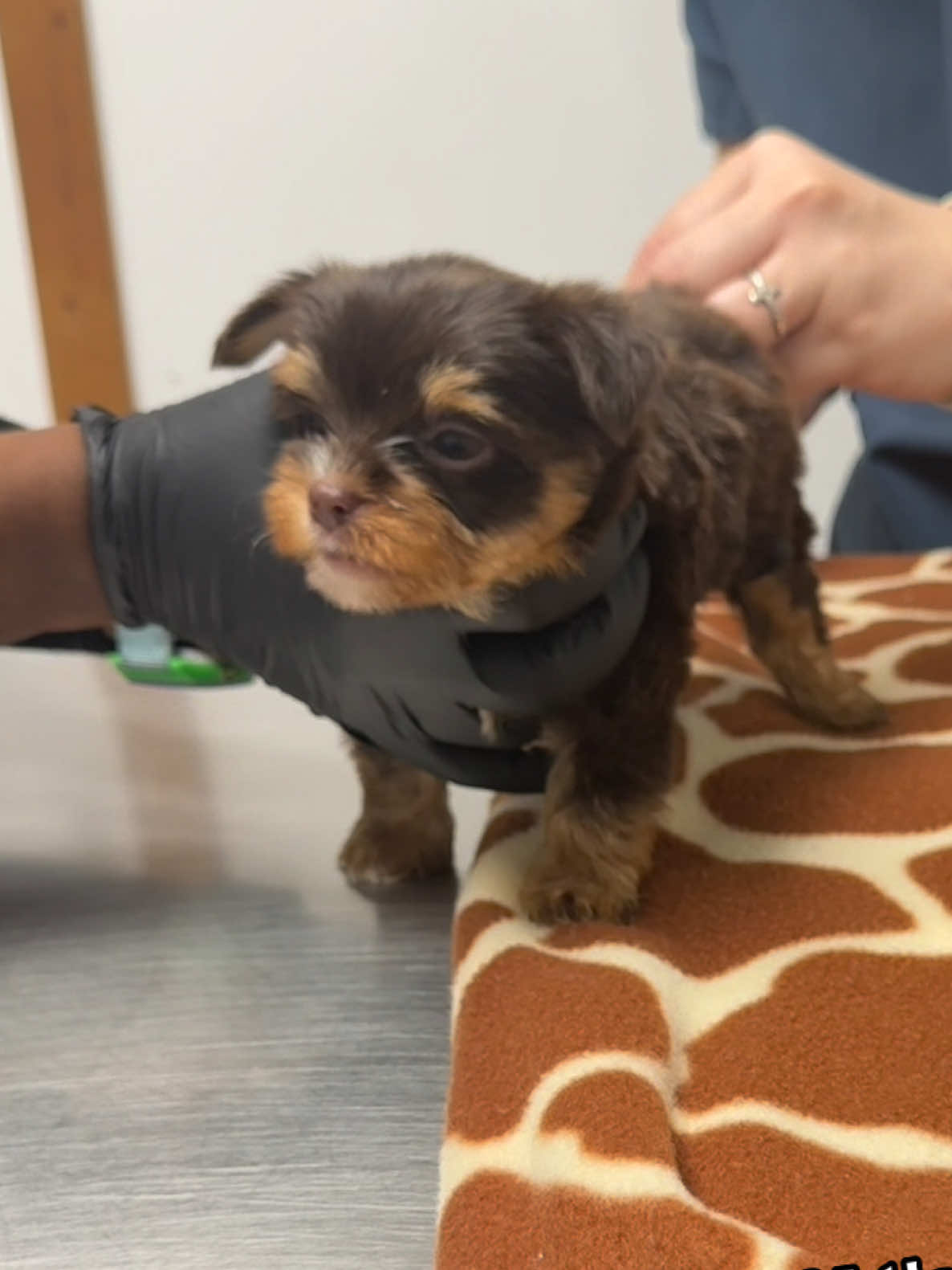 @Yorkies Of Atlanta