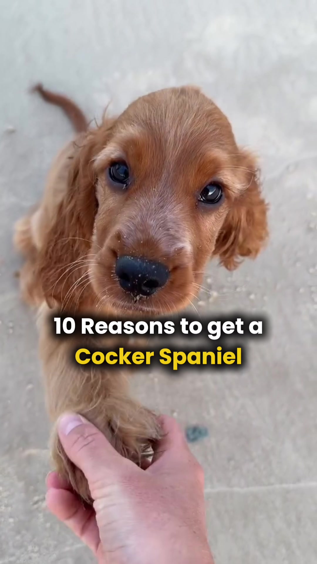 @Real Barks