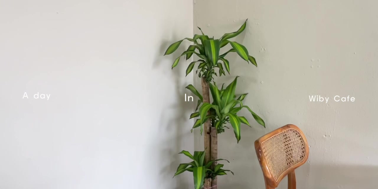 @wibycafe