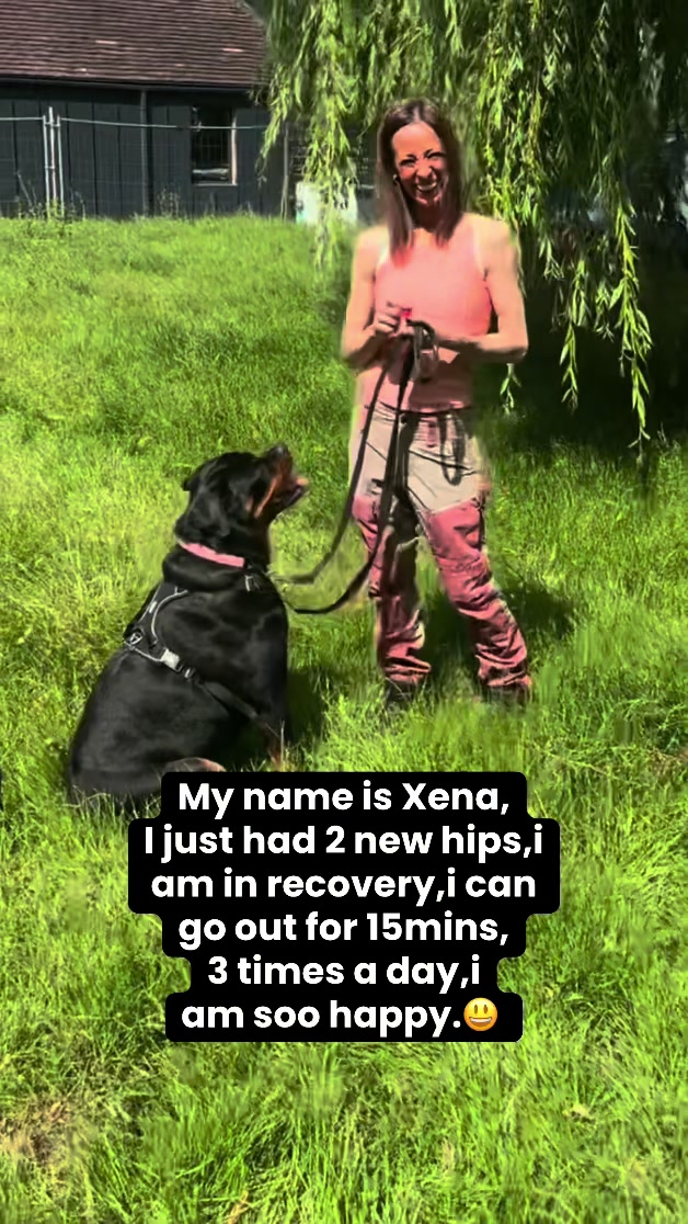 @❤️Rottiexena❤️Rottweiler Dog