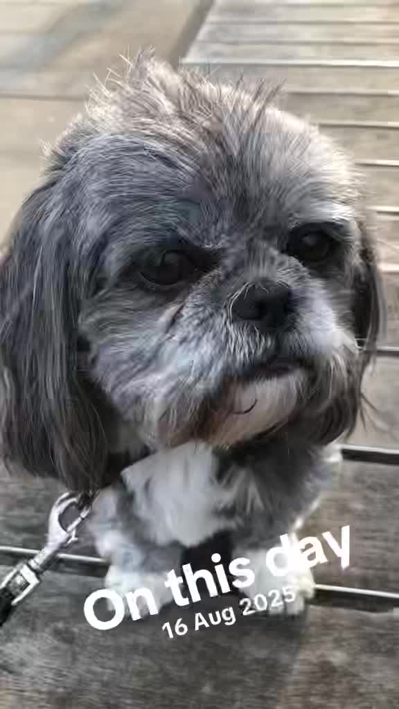 @Mimi the Shihtzu