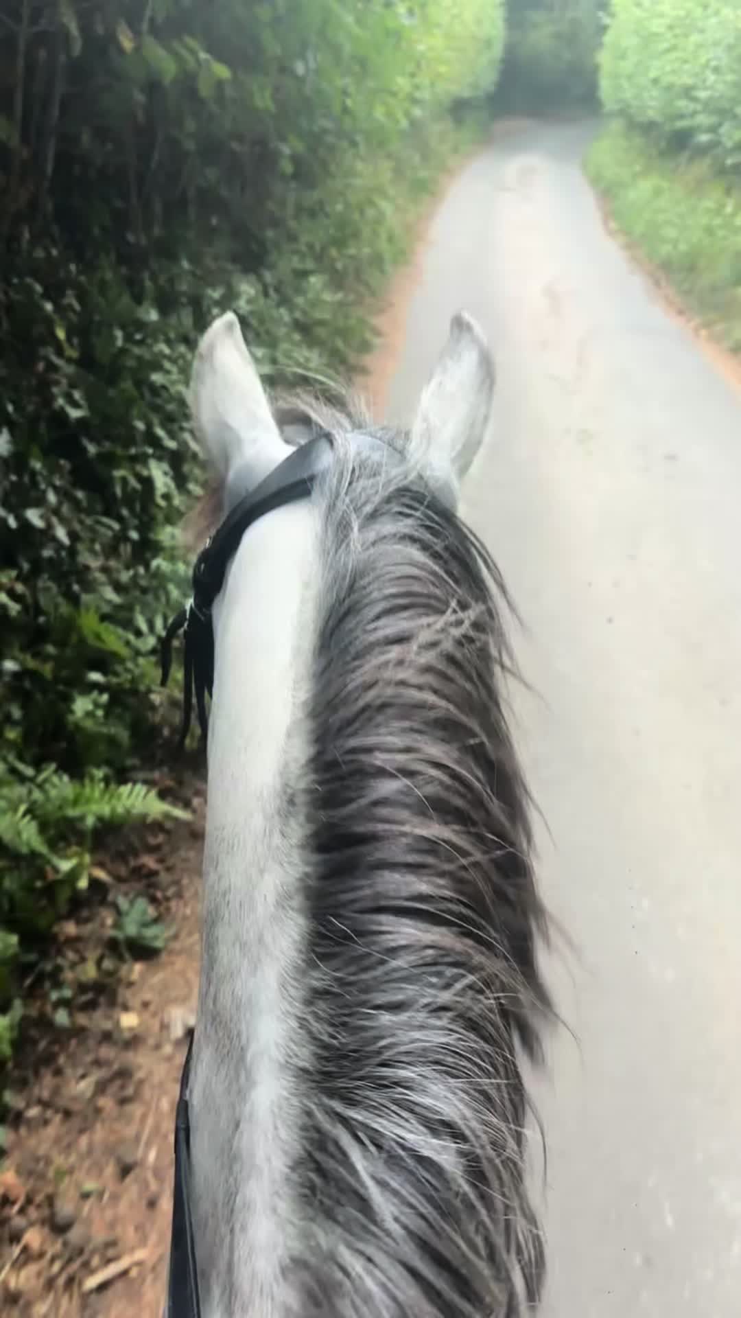 @poppy 🌾🐴 🇬🇧