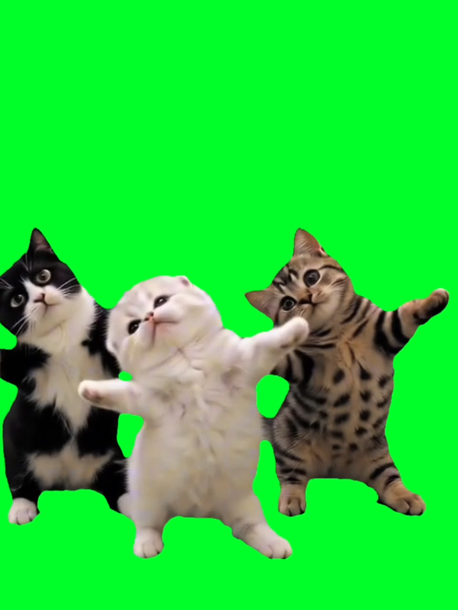 @TikTok Template