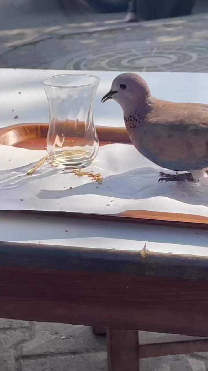 @Hakan Alkız