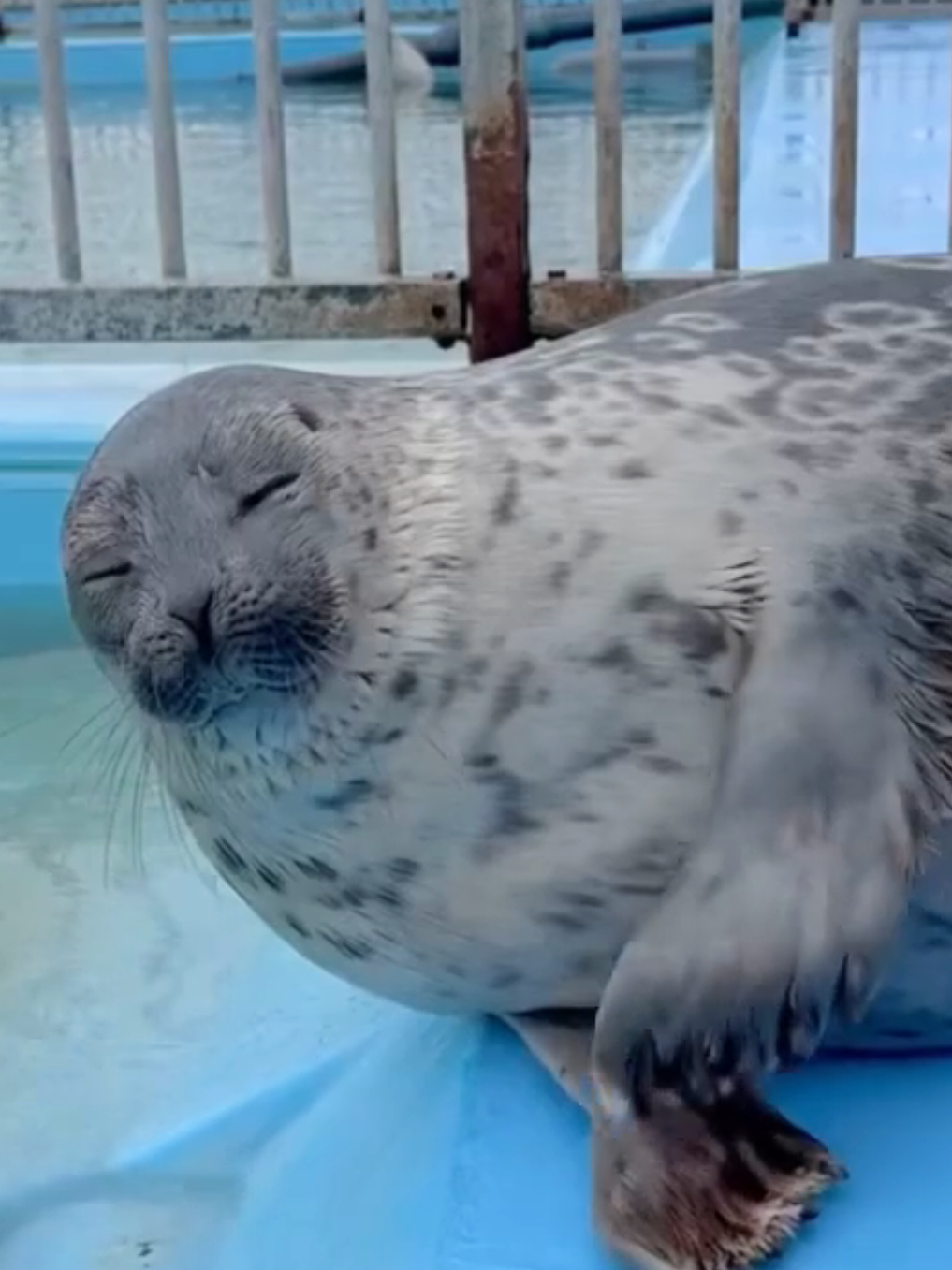 @🩷🎀 seal 🦭🩷