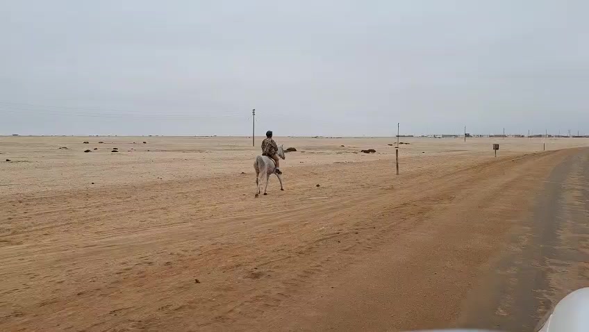 @uitzicht_arabian_stud