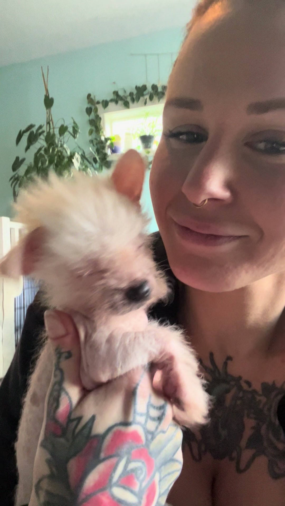@Chinese Crested Cuties