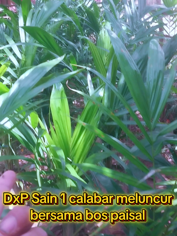 @sawit muratara
