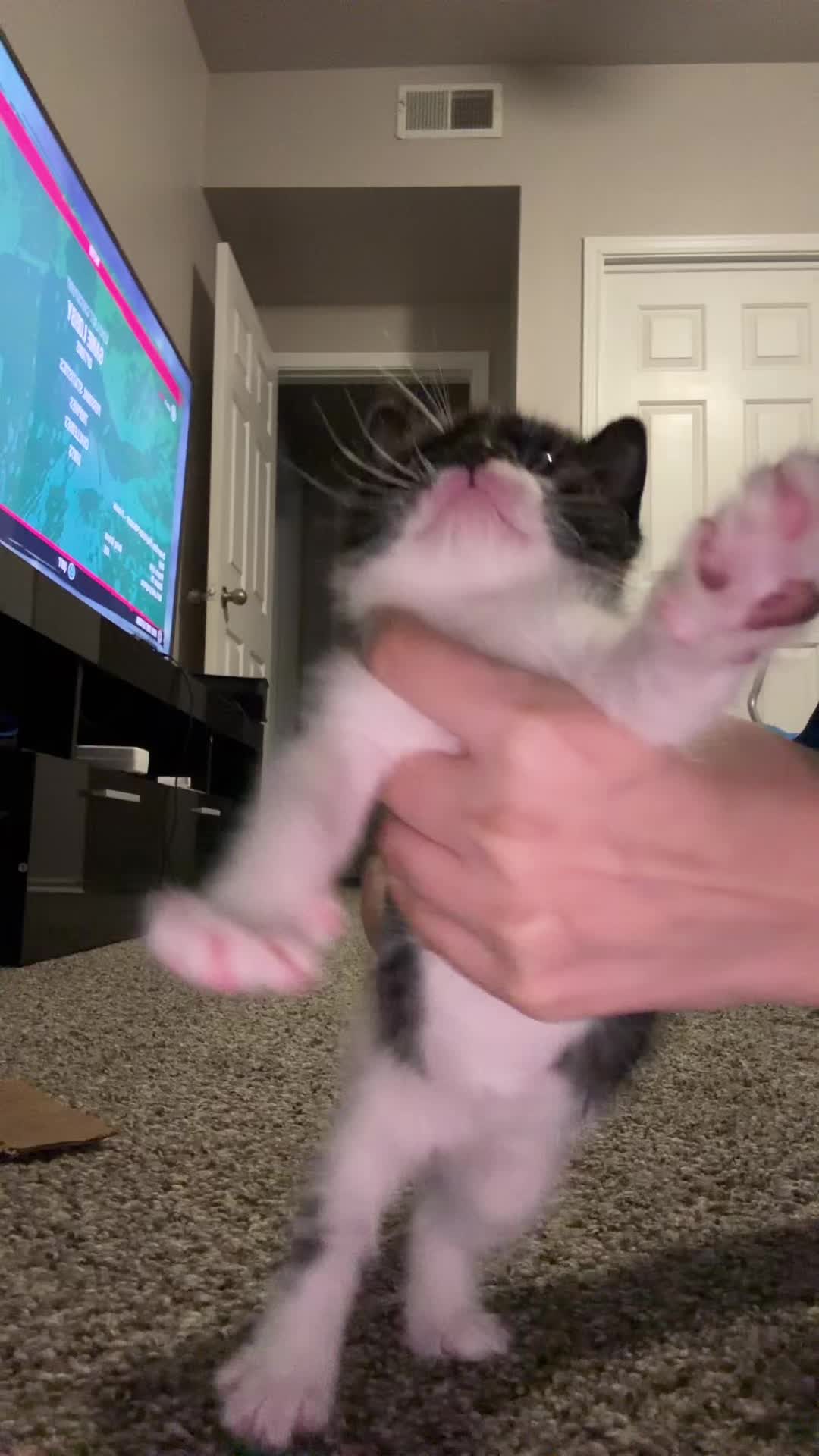 @cat_dancers