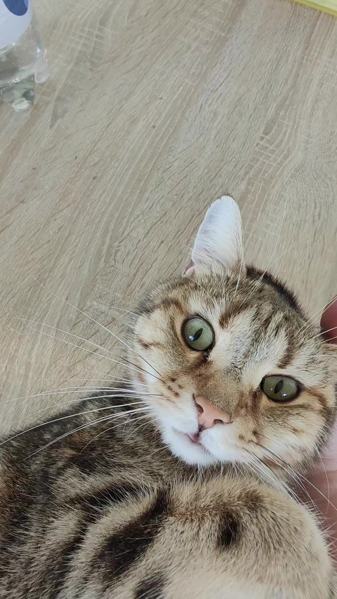 @Süsse Katze🐈