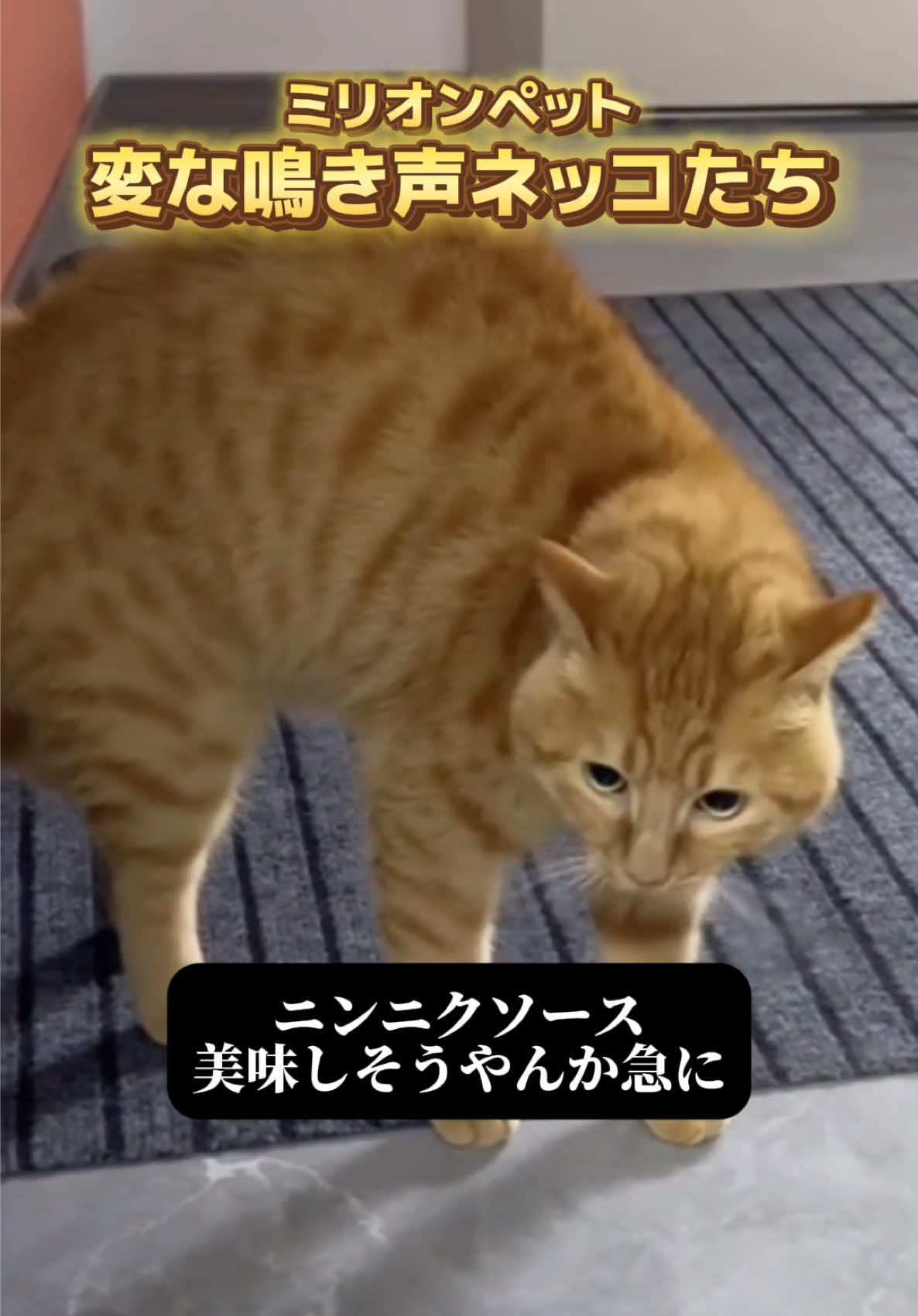 @ミリオンペット