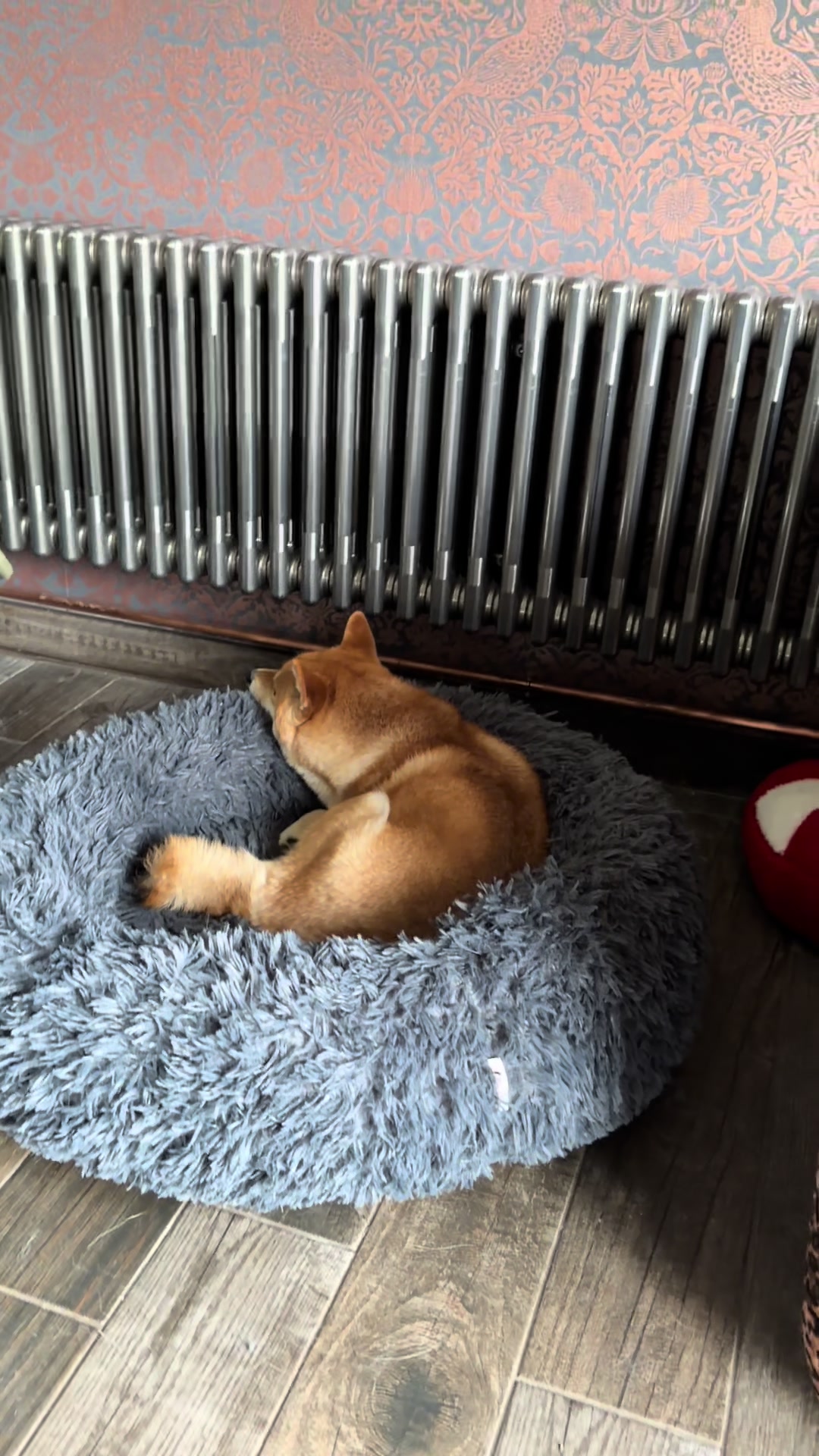 @Life with Shibas