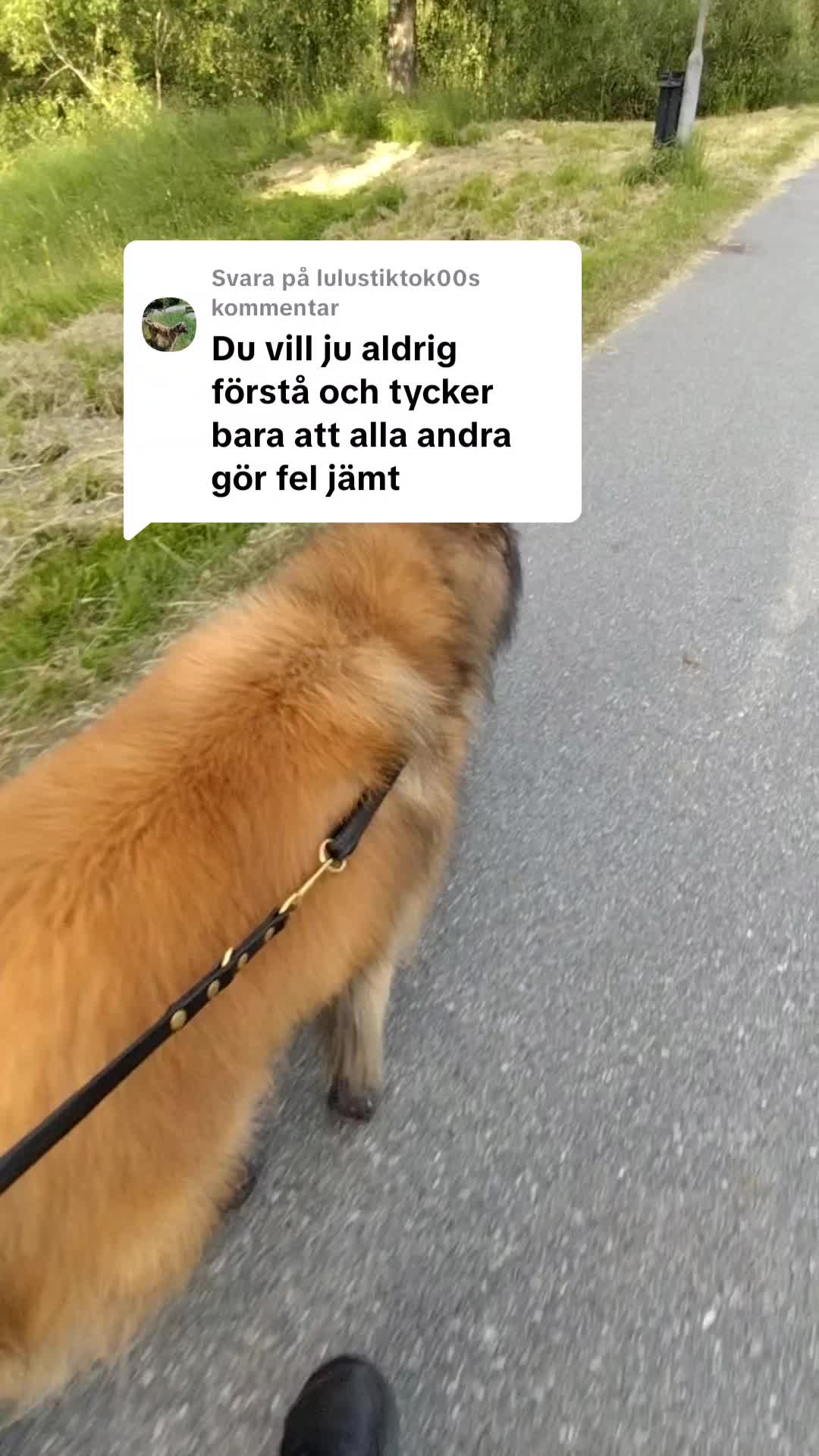 @Fenix-Tervueren AssistanceDog