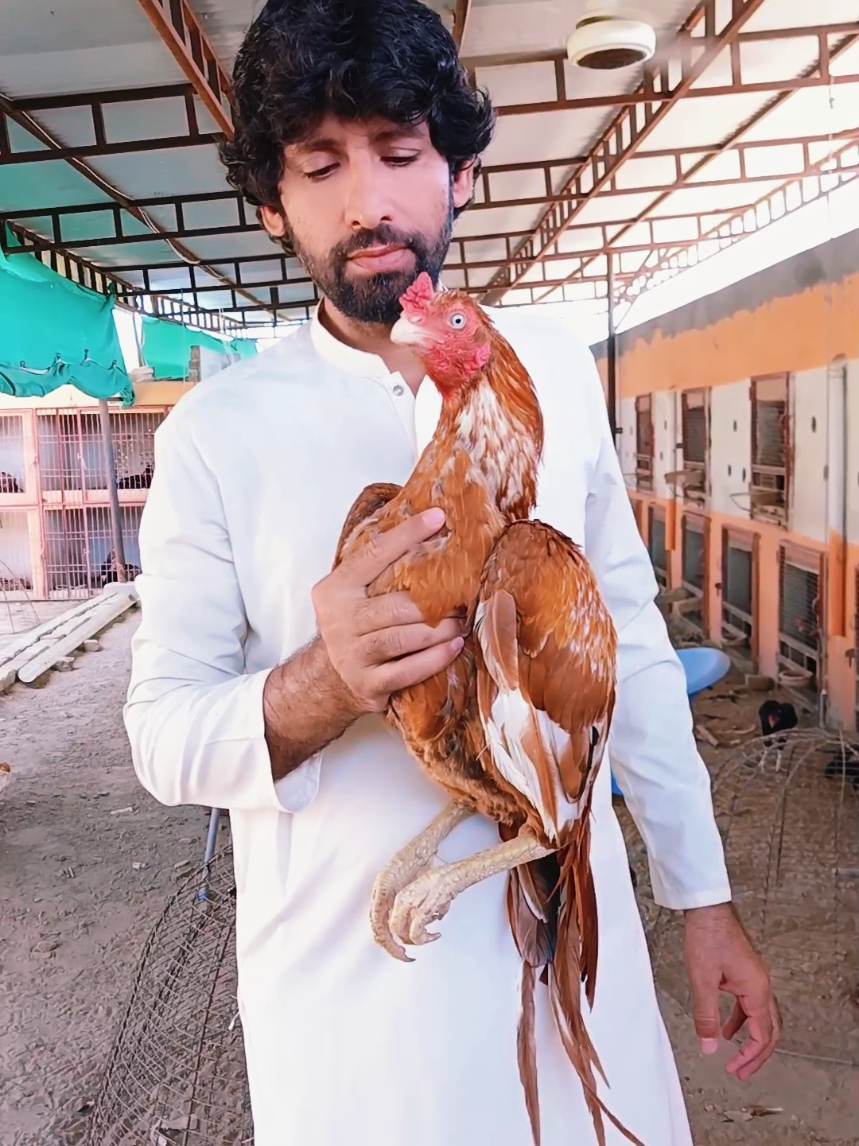 @Sajjad Aseel Farm