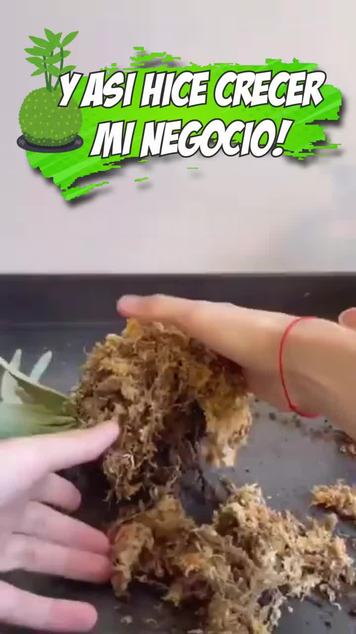 @Escuela de Kokedamas✅