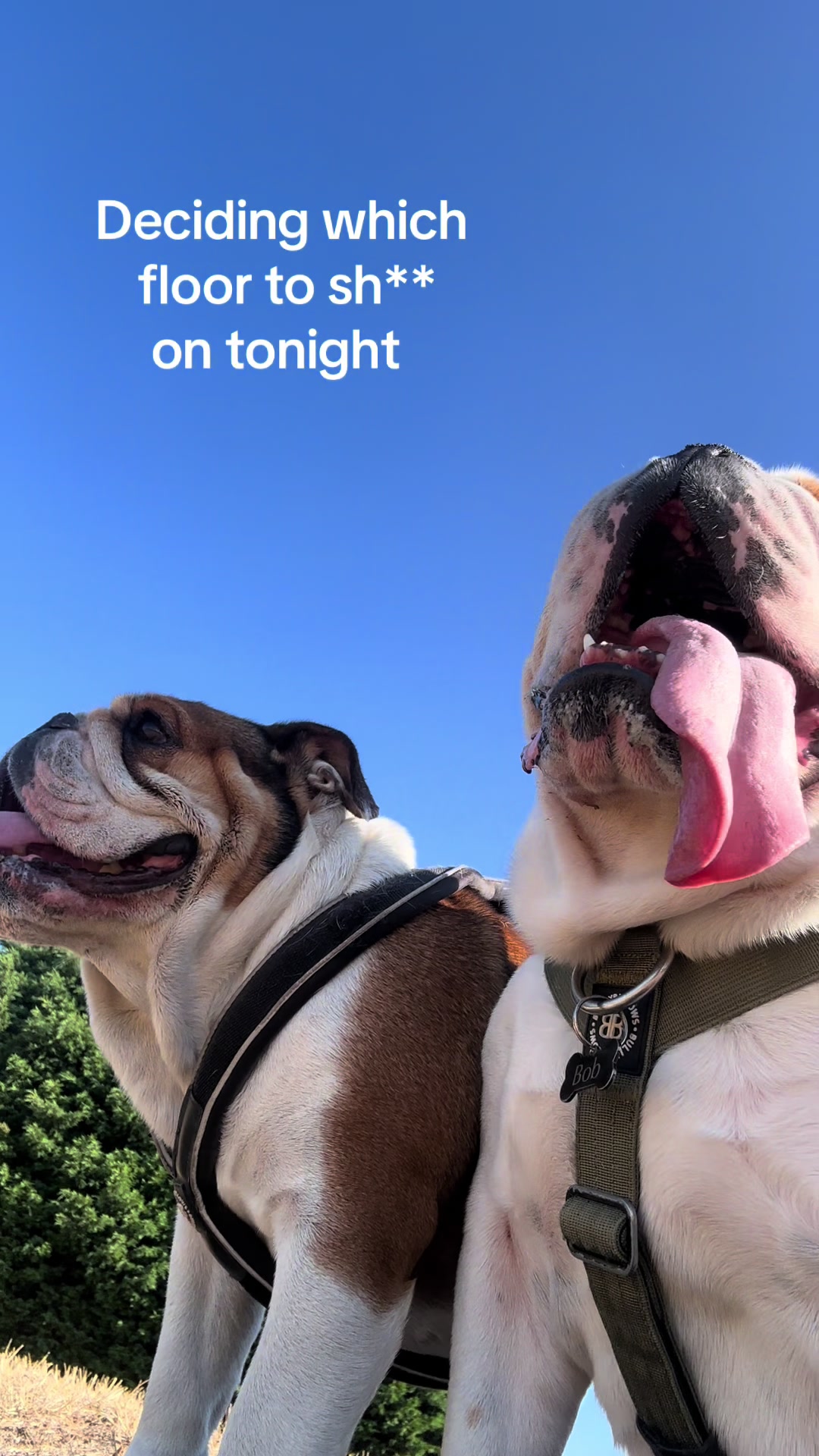 @Nessa the Bulldog 8
