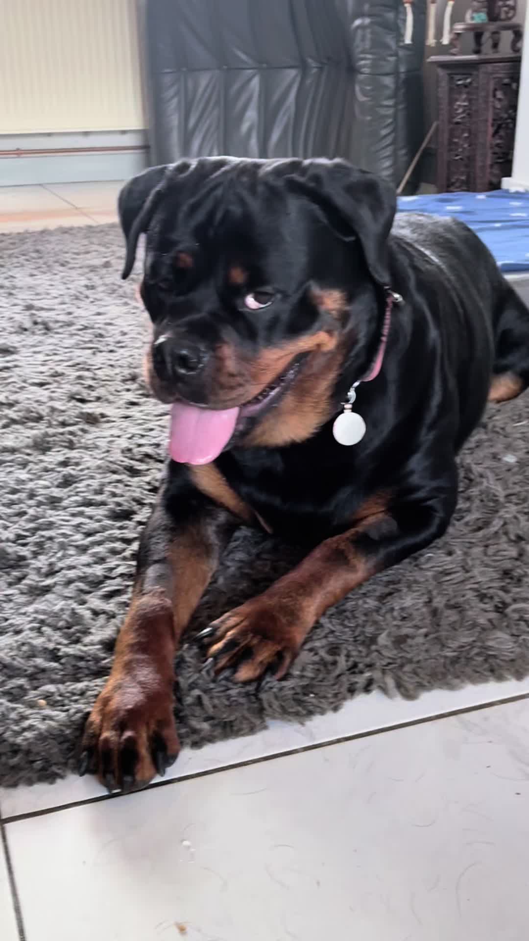 @❤️Rottiexena❤️Rottweiler Dog