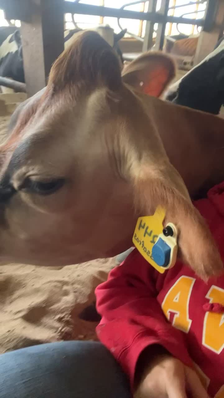 @Megan_dairygirl