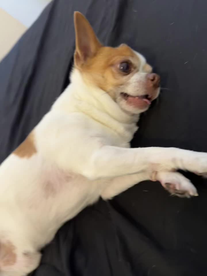 @Ninja_chihuahua