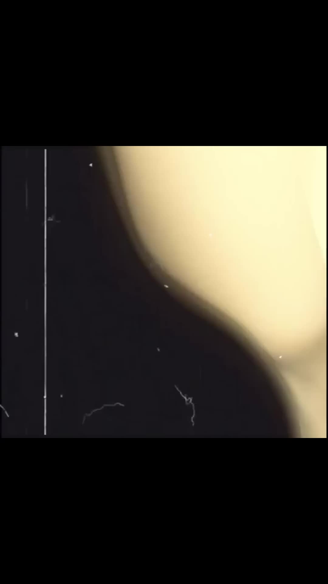 @🕊️