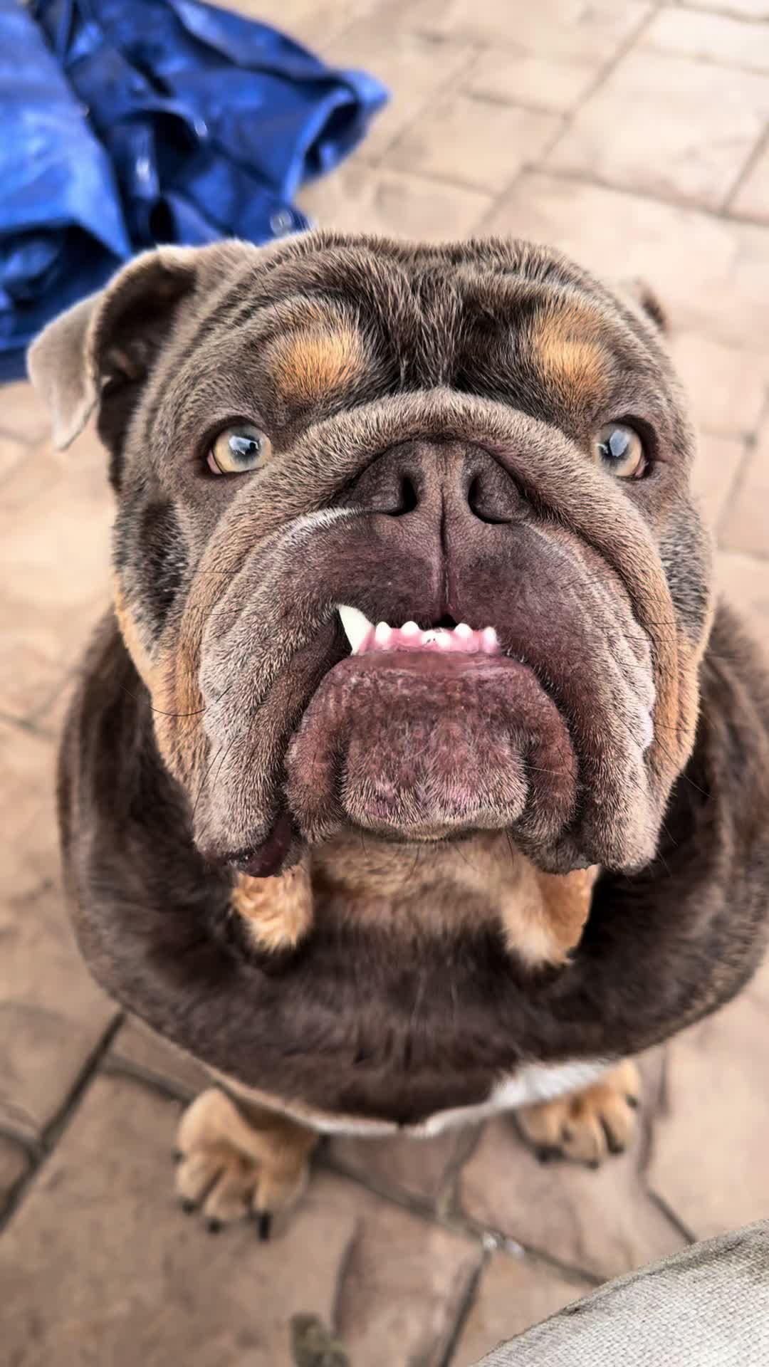 @RawlsTheBulldog
