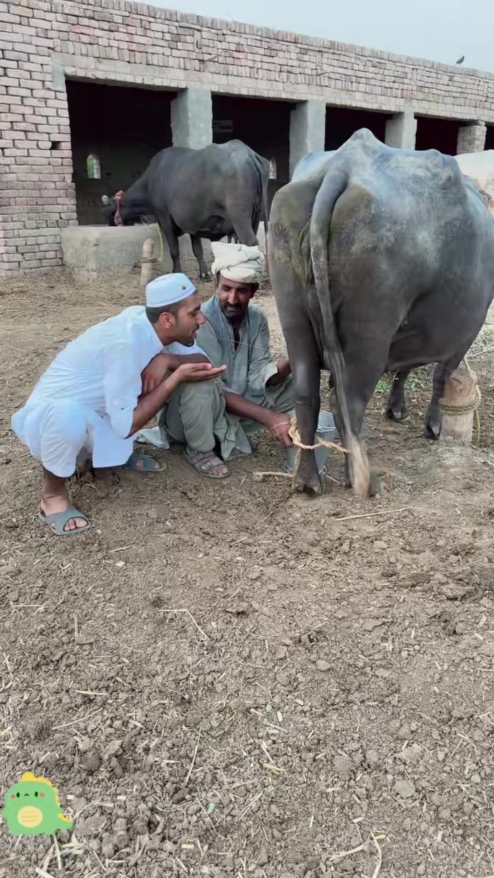 @usman ghani