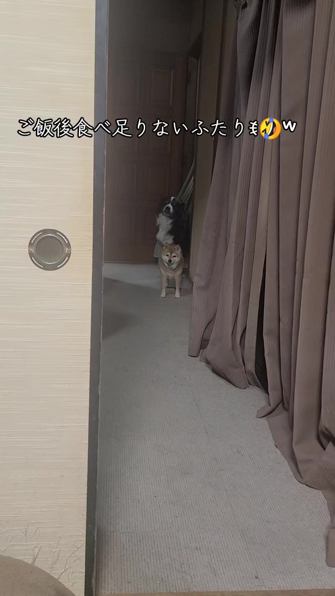 @わんわんニャンニャン🐱🐶