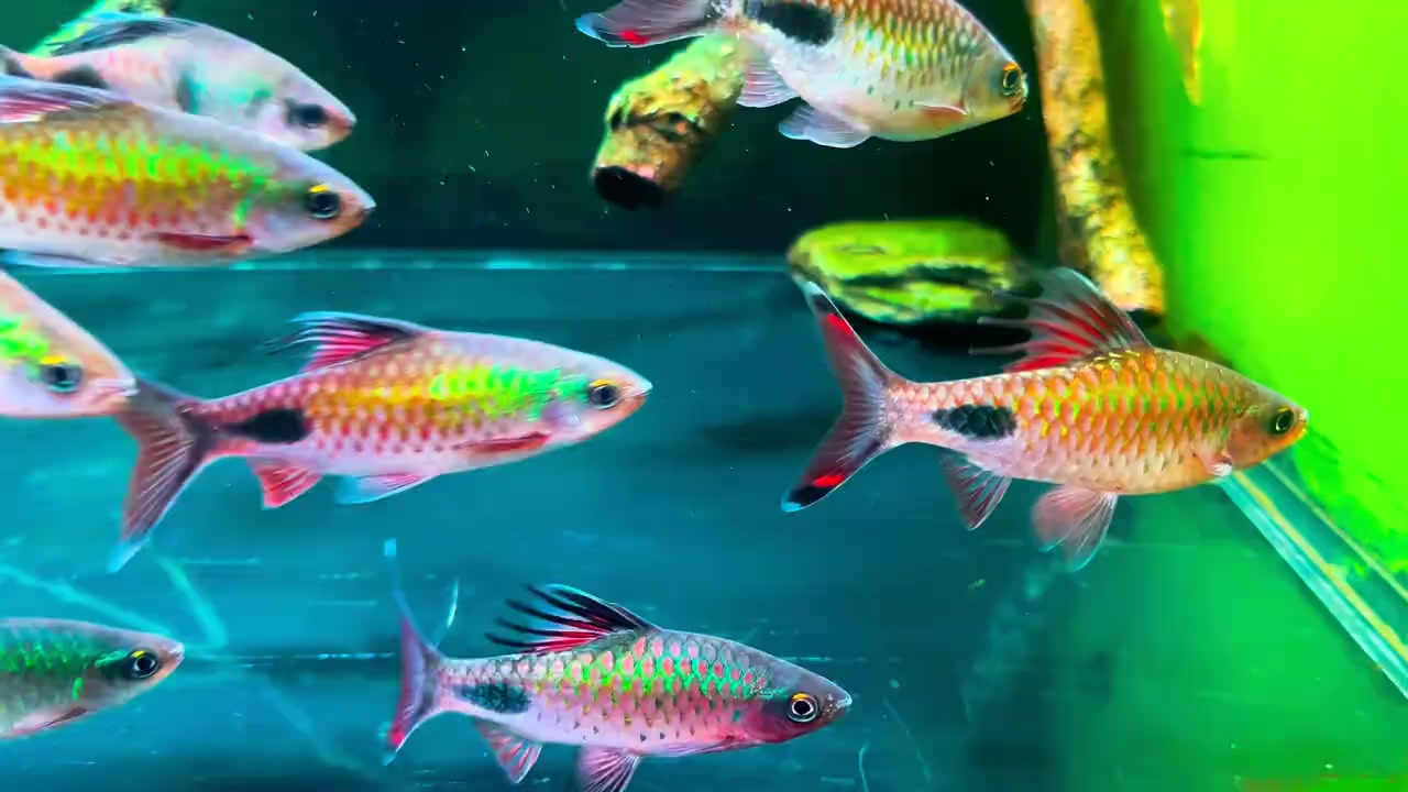 @Long chơi hồng mi bóng đêm 🦈