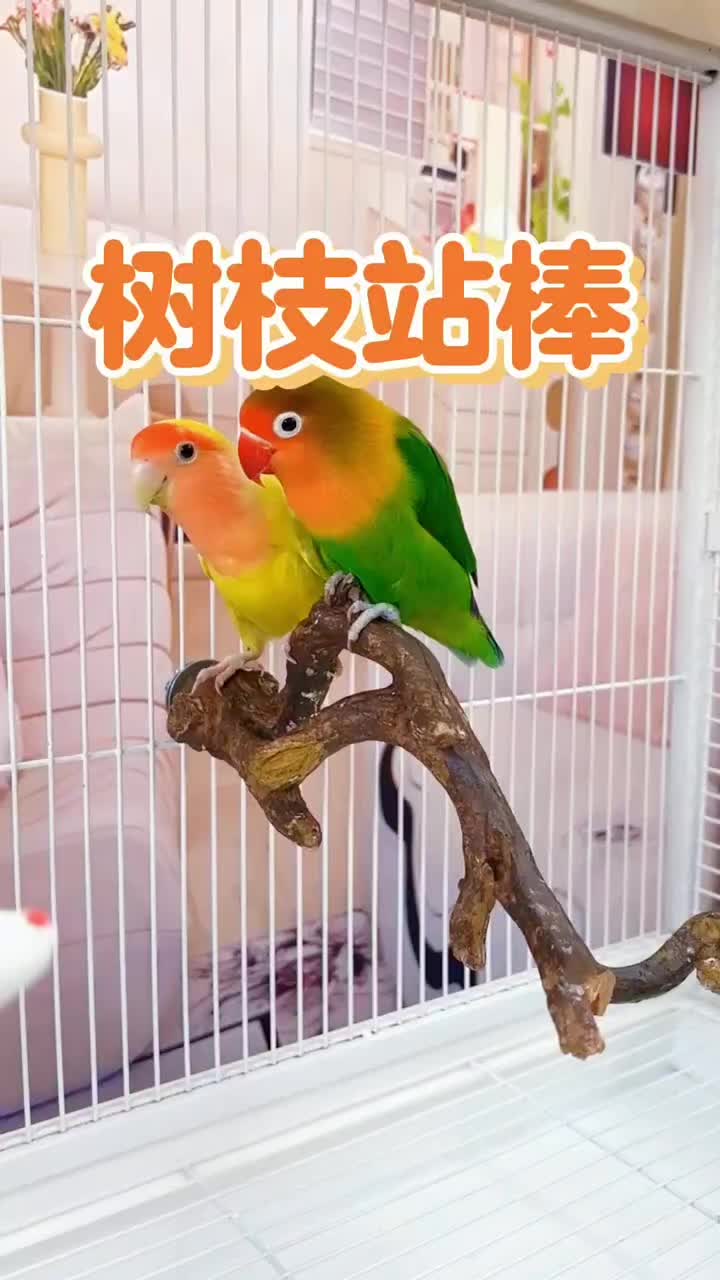 @chinabirds47