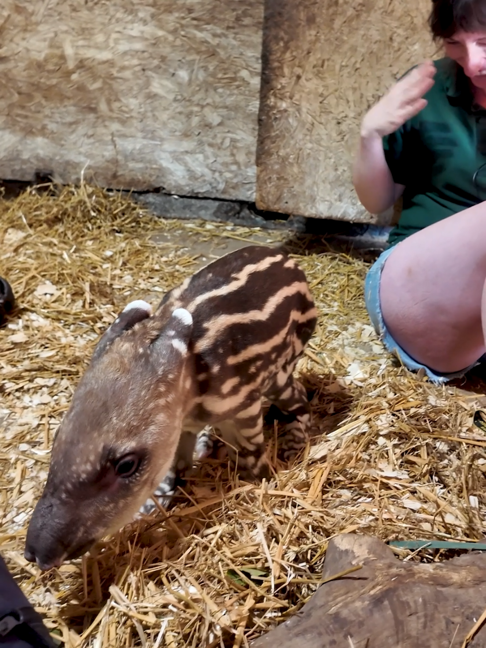 @Dartmoor Zoological Society