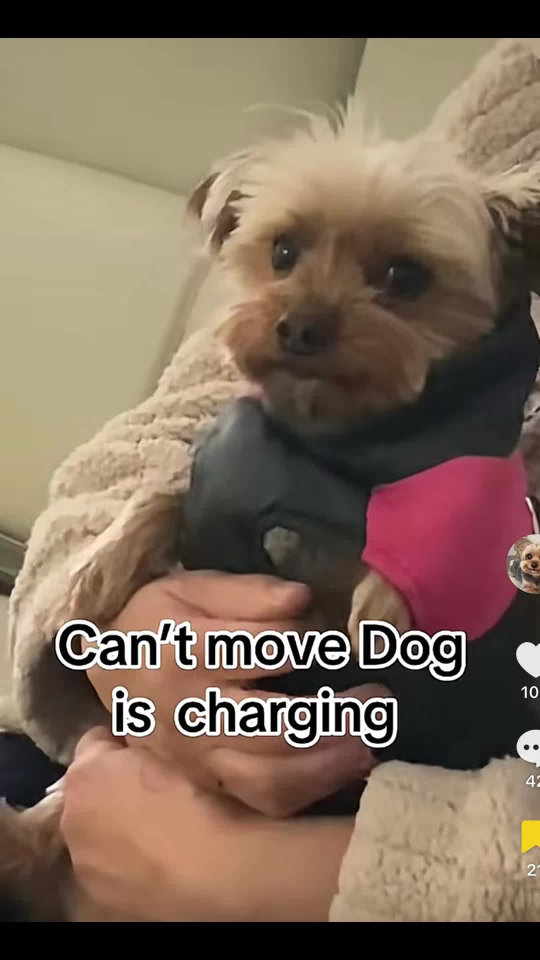 @Tinka the Yorkie