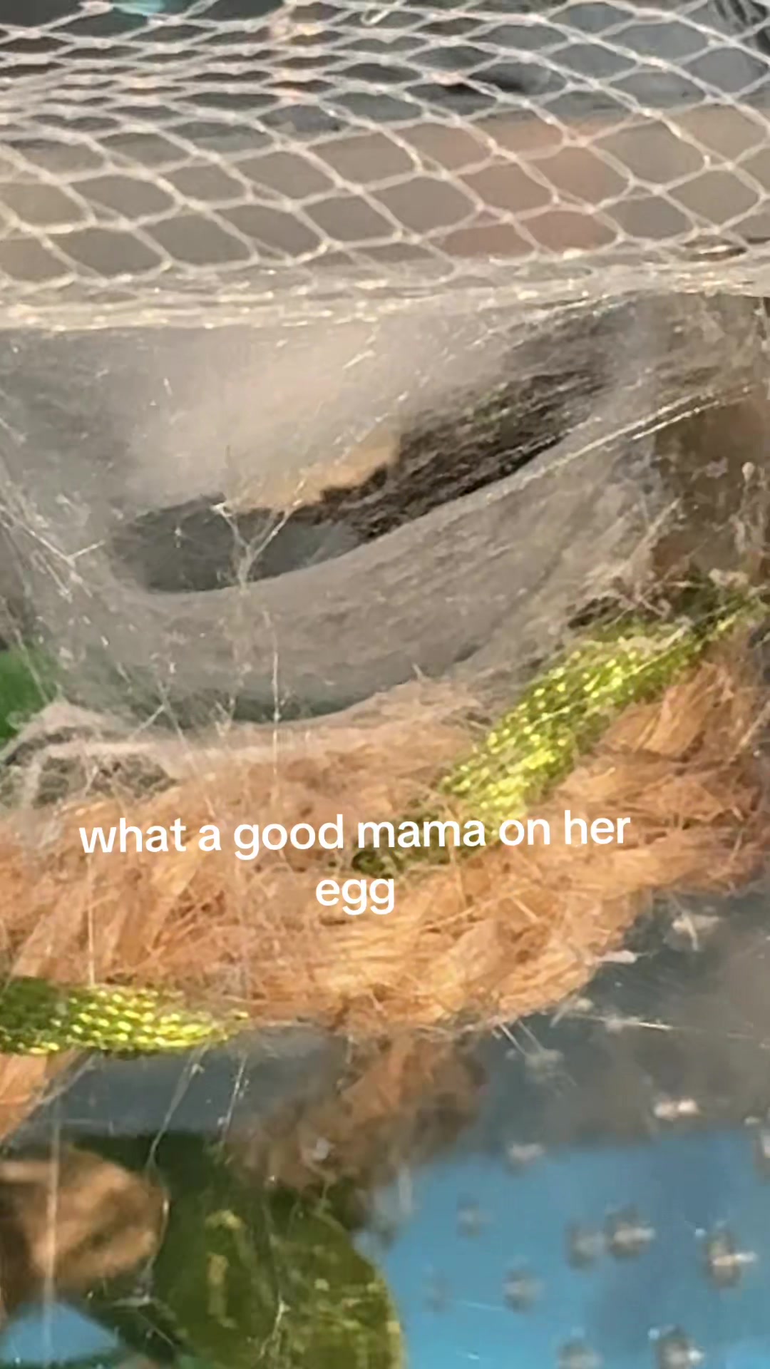 @Sierra🥐