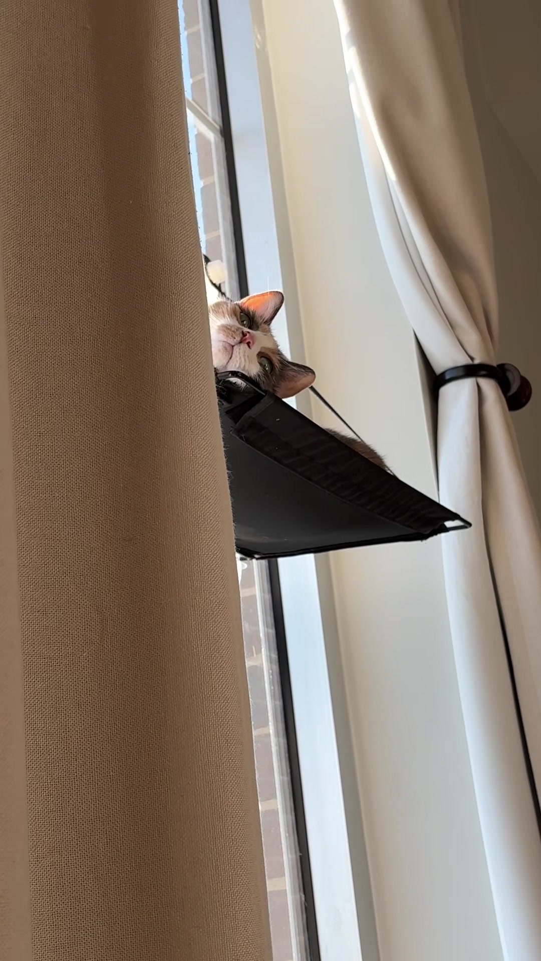 @Quinn The Calico