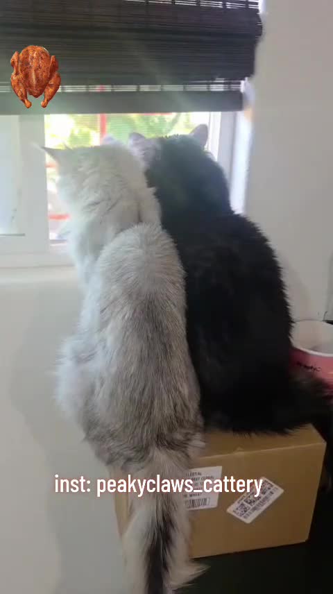 @Peaky Claws Cattery