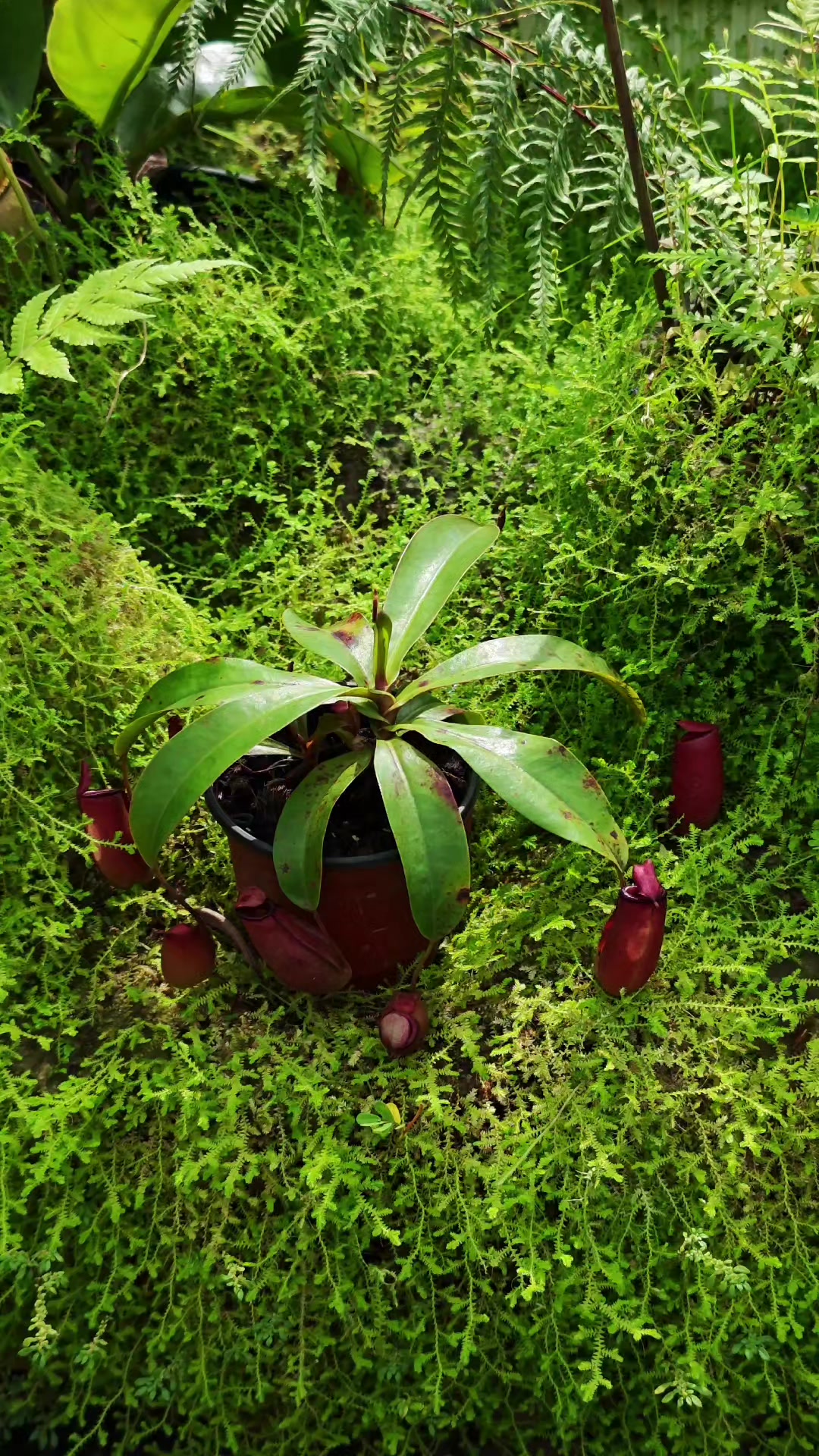 @GSp.Rayong Nepenthes