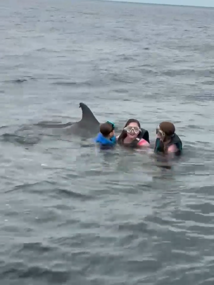 @Shell Island Dolphin Tours LLC