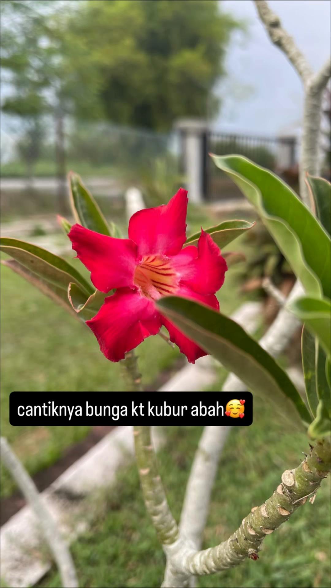 @Qashpul
