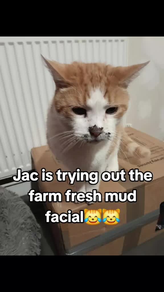 @Katt