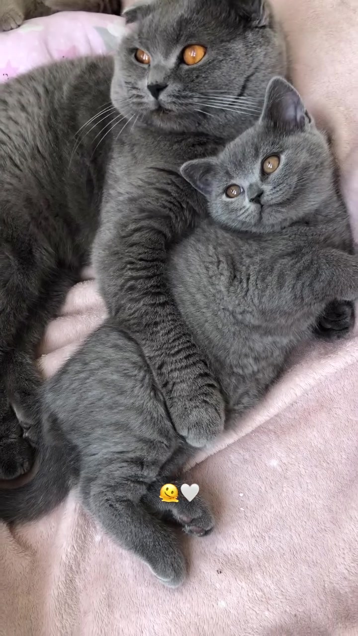 @doni_dori_melo_balu🤍🐾