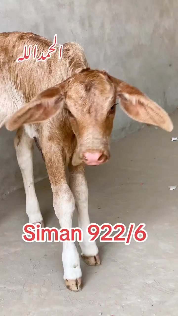 @D-Company_Brahman