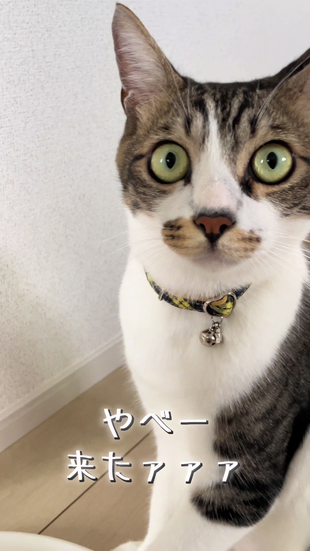 @ねこまみれ