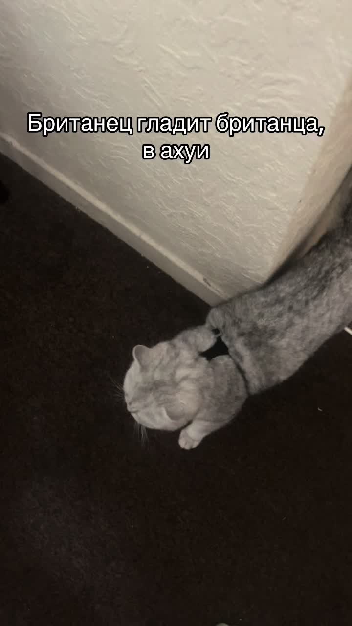 @br1tanecc