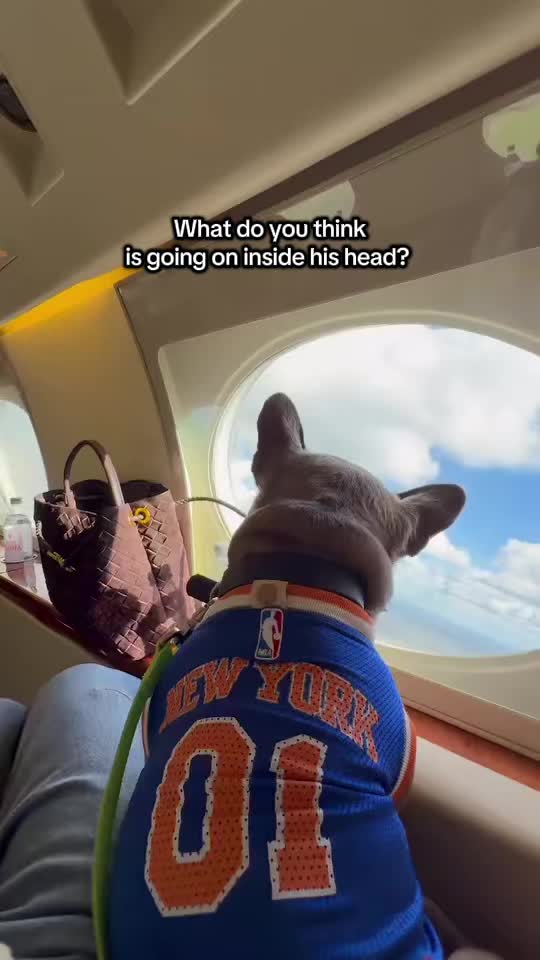 @K9 JETS