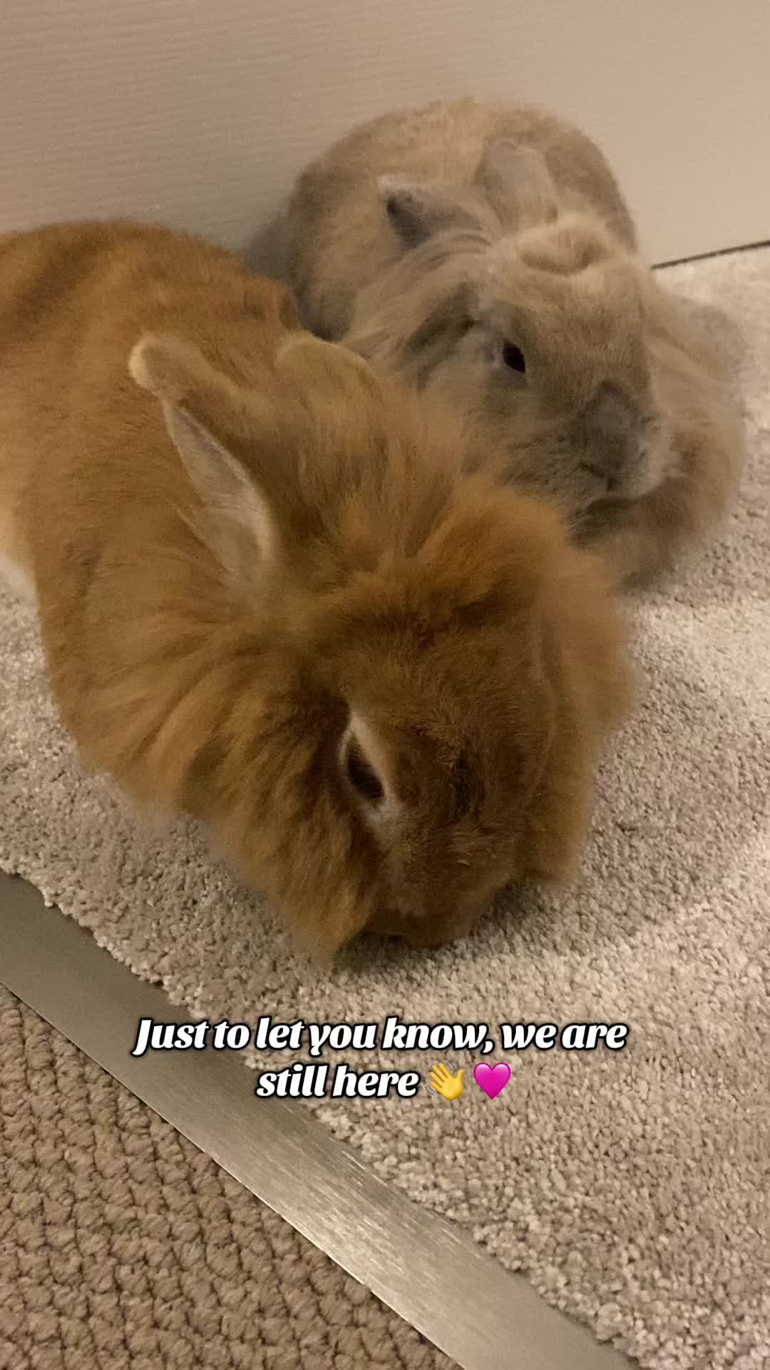 @Marmite🪽Toastie, Nala ♡